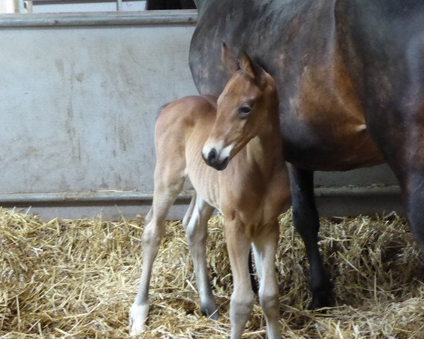 horse Boris TS (Westphalian, 2018, from Blue Hors Baron)