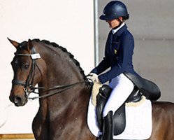 Deckhengst Olivi (KWPN (Niederländisches Warmblut), 1996, von Jazz)