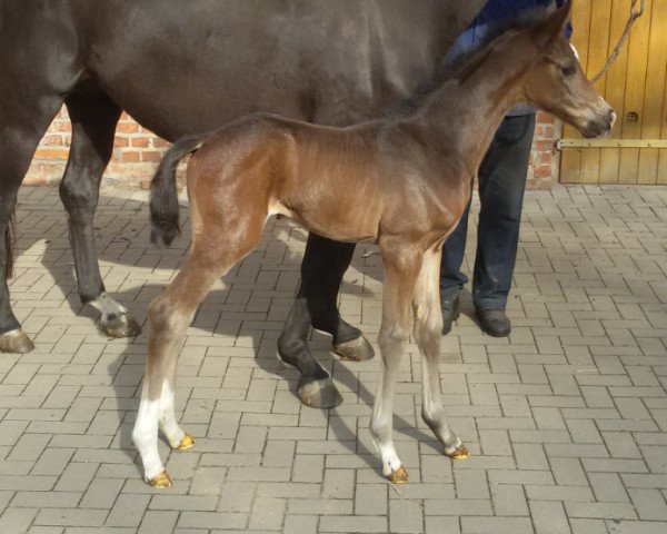 broodmare Quintana (German Sport Horse, 2018, from Quaterback)