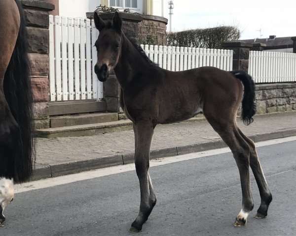 Zuchtstute Mazurca (Trakehner, 2018, von Grafenstolz)