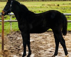 jumper Coupine Gold (Oldenburg show jumper, 2017, from Coupe Gold)