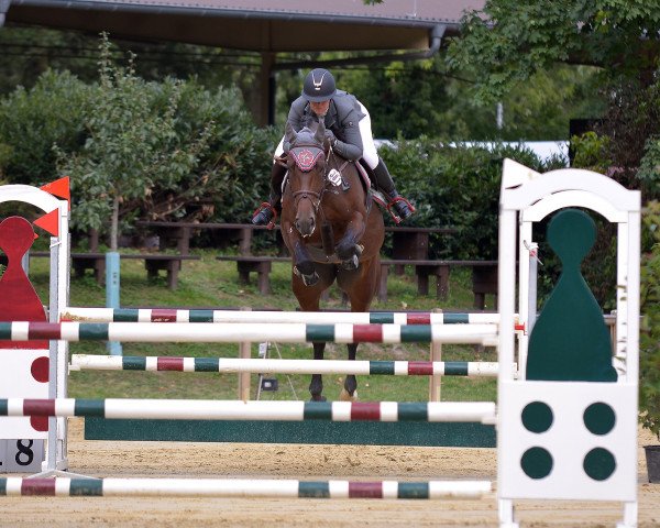 jumper La Vie Est Belle H 2 (Württemberger, 2012, from Landjonker (Fruhling))