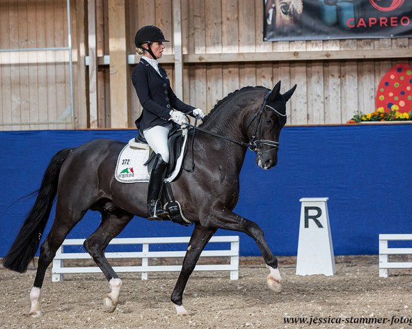 stallion Top Gear (Oldenburg, 2012, from Totilas)