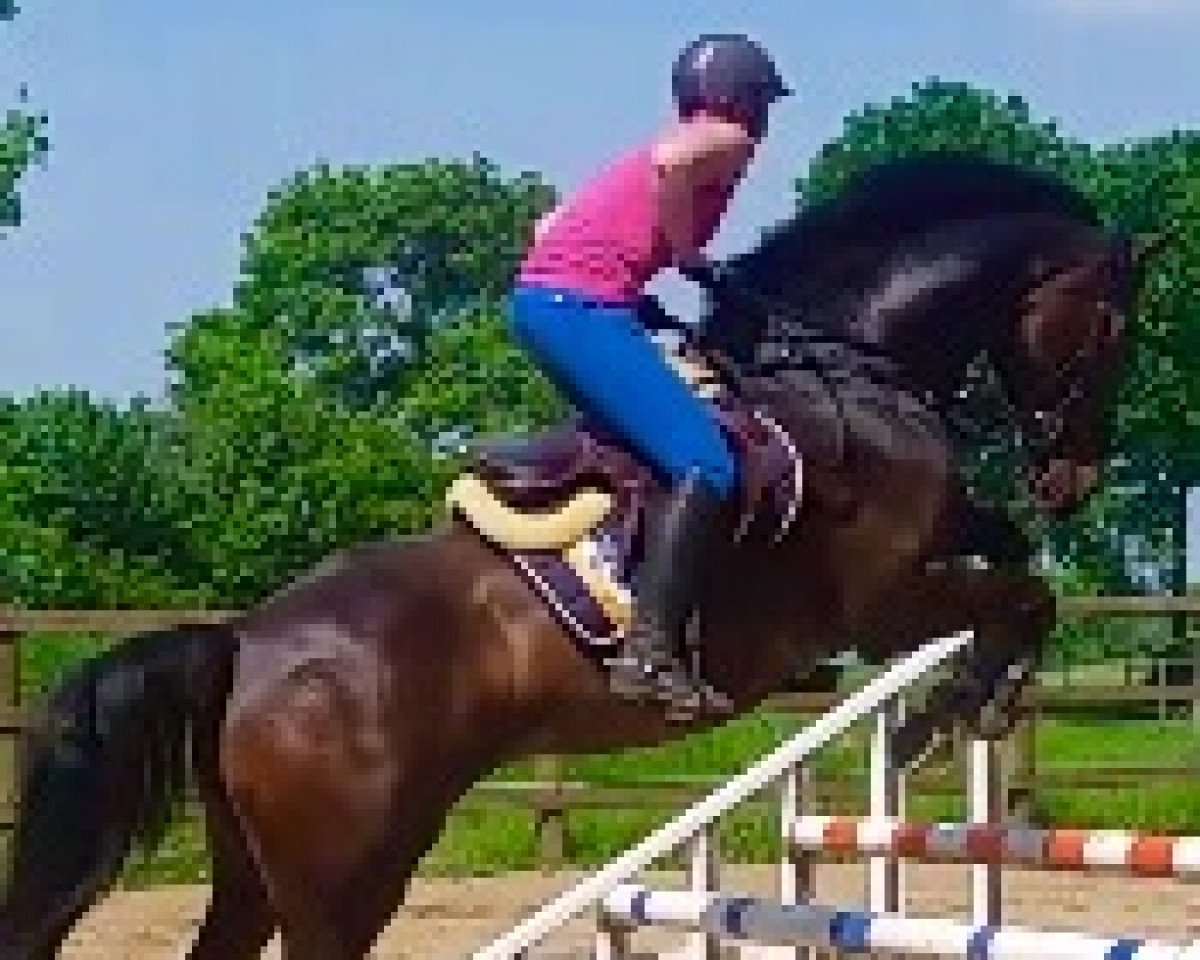 jumper Chepettino ZP (Holsteiner, 2009, from Ab 19 Chepetto)