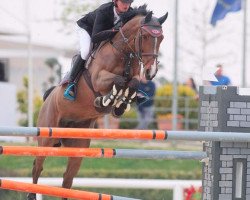 jumper Jazmin vd Wezelse Heihoeve (Belgian Warmblood, 2009, from Heartbreaker)