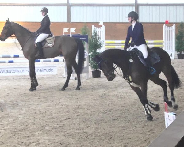 Reitturnier Viernheim 2018