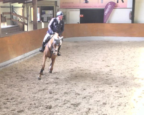 Reitturnier Viernheim 2018