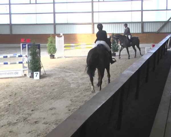 Reitturnier Viernheim 2018