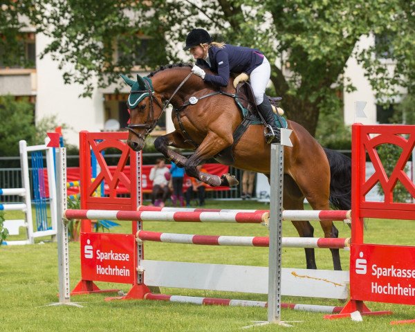 jumper Carinija (Hanoverian, 2010, from Cevin Costner) jumper Carinija (Hanoverian, 2010, from Cevin Costner)