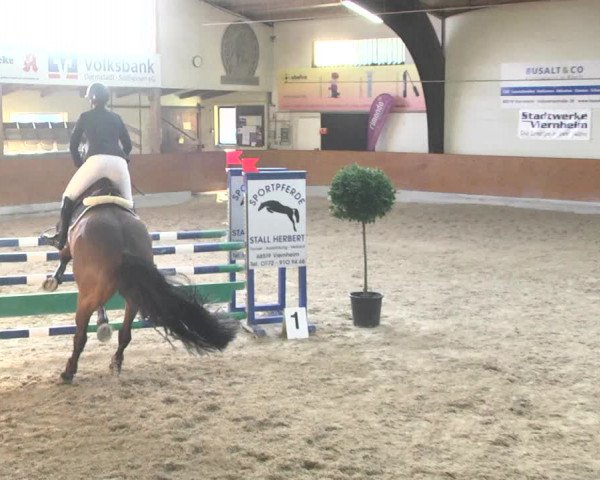 Reitturnier Viernheim 2018