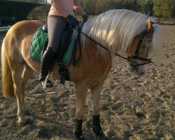dressage horse Stengel (6,25% ox) (Edelbluthaflinger, 2008, from Steppsel (7,81% ox))