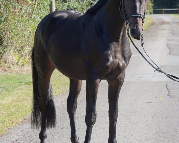 Dressurpferd Fidelio S 4 (Oldenburger, 2014, von Franziskus FRH)