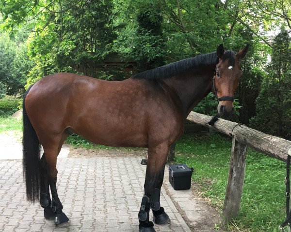 horse Sacramento ML (Westphalian, 2012, from Son of Cologne)
