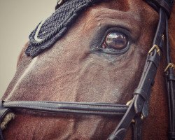 jumper Diarado's Dynamite (KWPN (Royal Dutch Sporthorse), 2009, from Diarado)