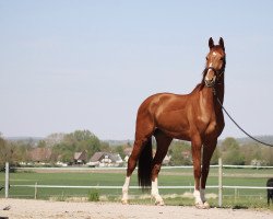 Pferd High Hope K (KWPN (Niederländisches Warmblut), 2016, von High Five U.S.)