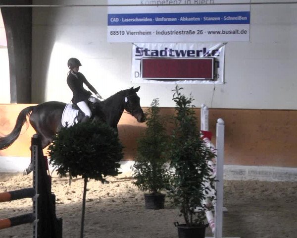Reitturnier Viernheim 2018