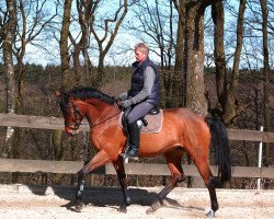 jumper Sergeant Pepper (Trakehner, 2009, from Zauberfürst)