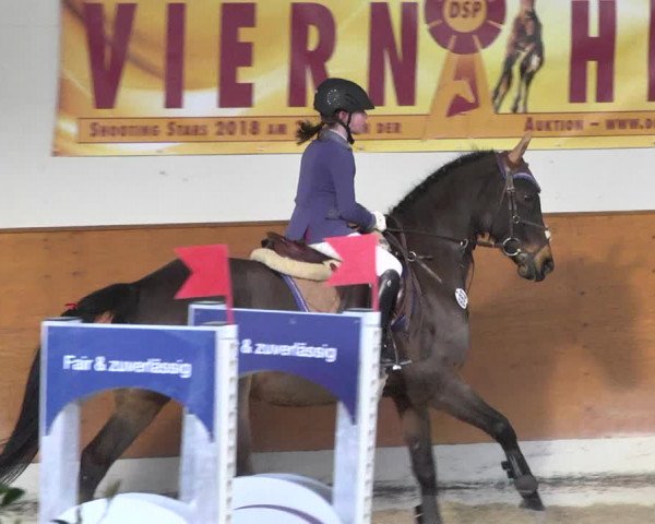 Reitturnier Viernheim 2018