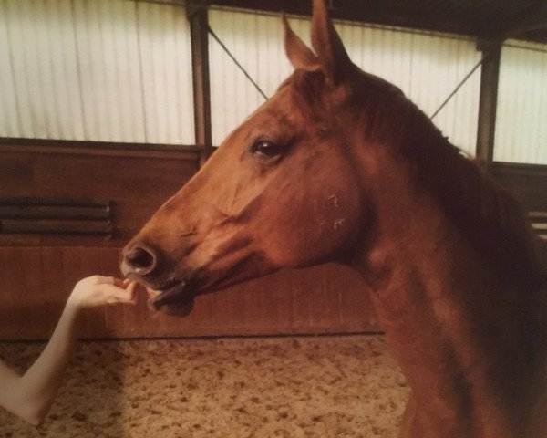 Pferd Ramona 965 (Hannoveraner, 1999, von Rosentau) Pferd Ramona 965 (Hannoveraner, 1999, von Rosentau)