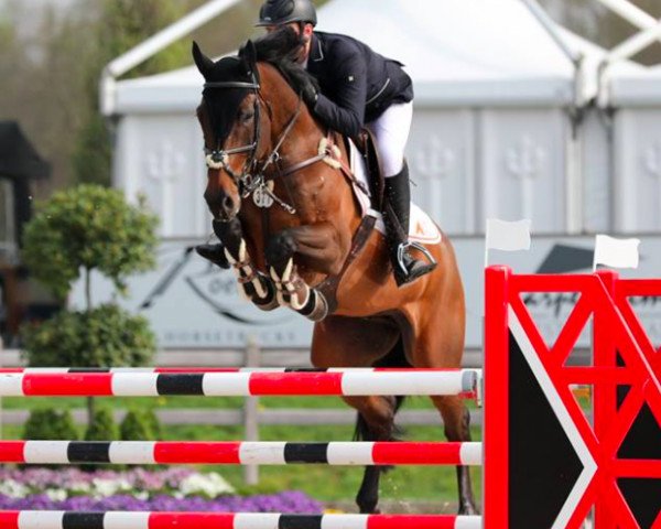 jumper Elrado 20 (KWPN (Royal Dutch Sporthorse), 2009, from Eldorado van de Zeshoek)