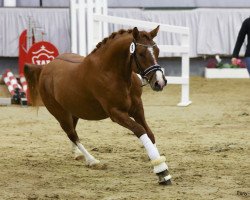 dressage horse Carreras Royal (German Riding Pony, 2016, from Coke saint of the Life)