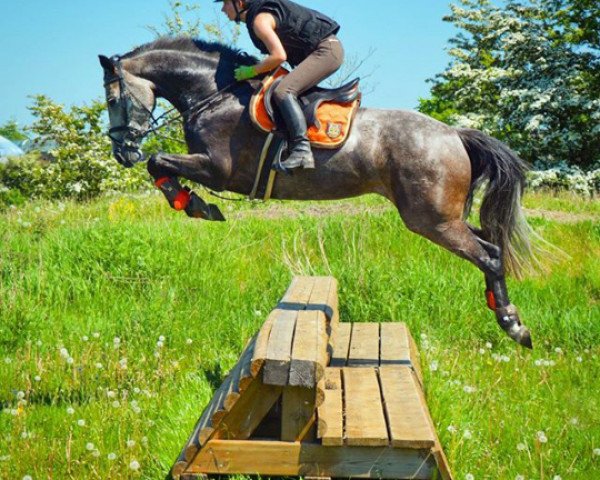 broodmare Dira 29 (Holsteiner, 2011, from Lavall I)