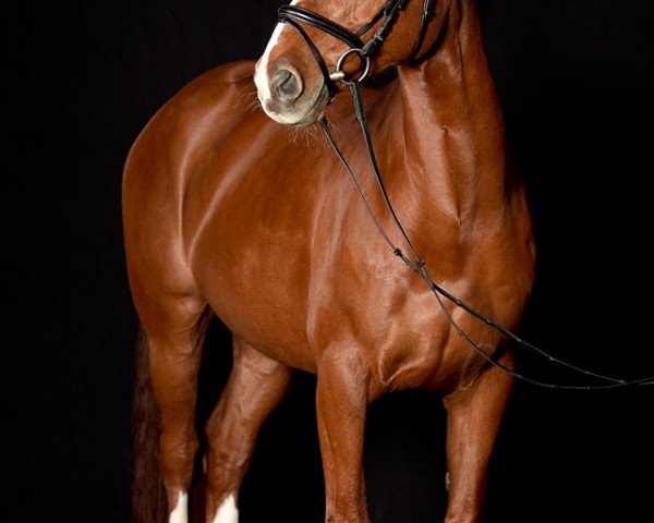 dressage horse Lavan 9 (Hanoverian, 2006, from Lauries Crusador xx)