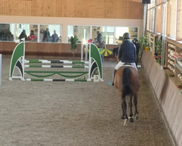 Reitturnier Dettingen 2018
