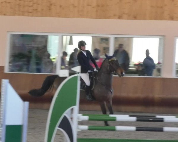 Reitturnier Dettingen 2018