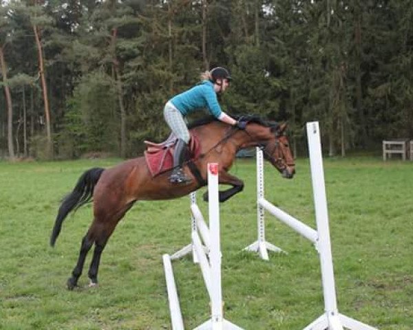 dressage horse Romina 325 (unknown, 1999)