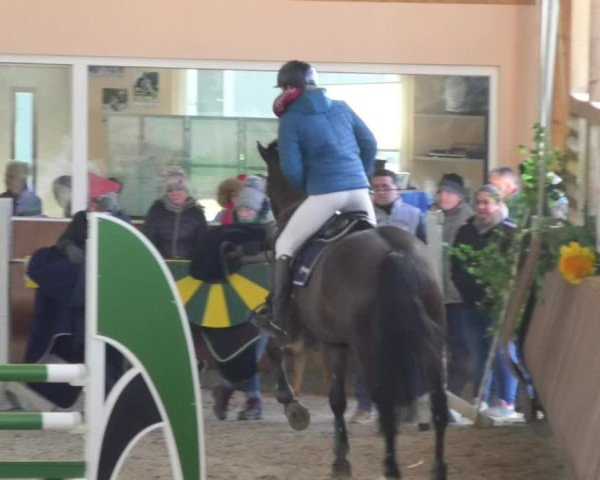Reitturnier Dettingen 2018