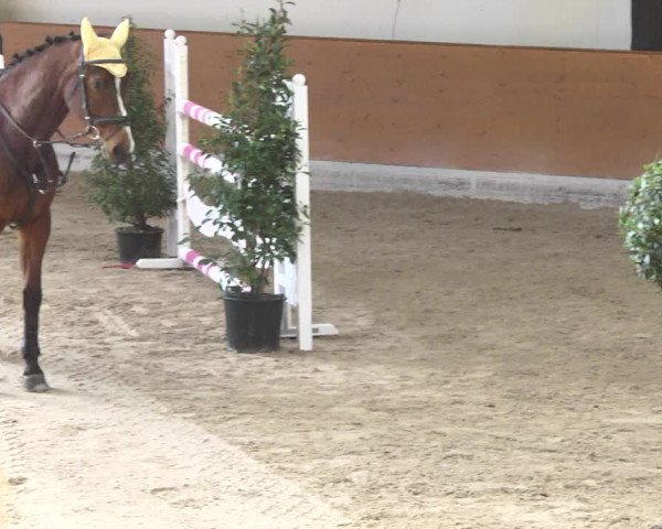 Reitturnier Viernheim 2018