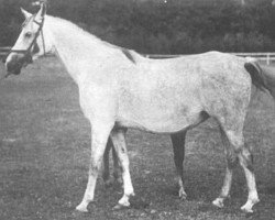 broodmare Sabda ox (Arabian purebred, 1940, from Miecznik 1931 ox)
