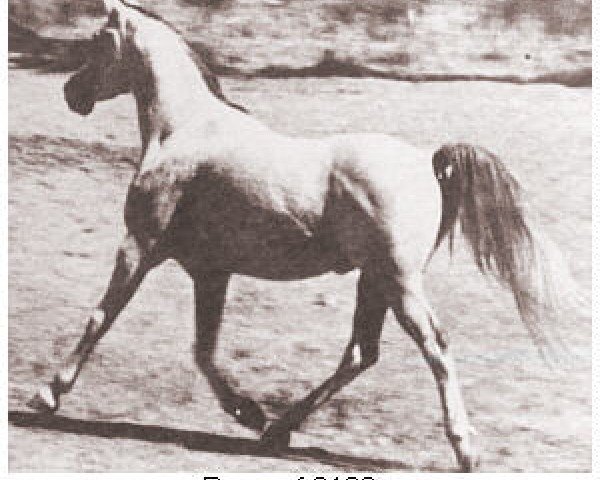 stallion Baarouf ox (Arabian purebred, 1941, from Aldebaran ox)