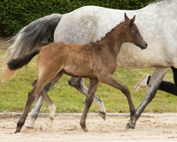 Pferd Zauberwolke (Trakehner, 2017, von Niagara 34) Pferd Zauberwolke (Trakehner, 2017, von Niagara 34)
