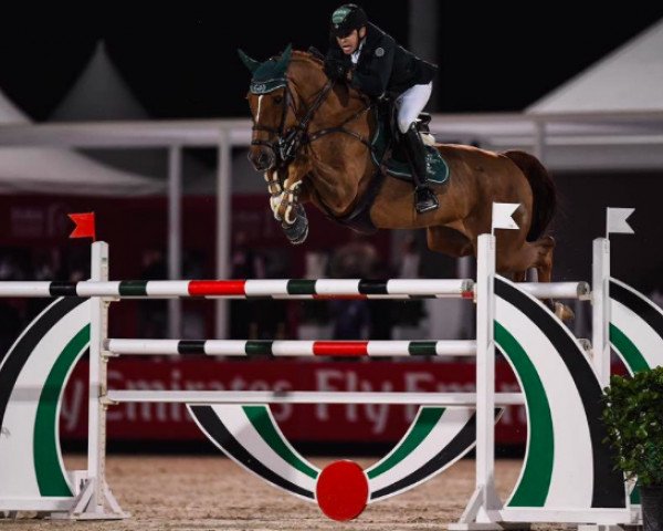 jumper Crazy Quick (Oldenburg show jumper, 2005, from Chacco-Blue)