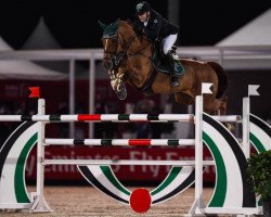jumper Crazy Quick (Oldenburg show jumper, 2005, from Chacco-Blue)