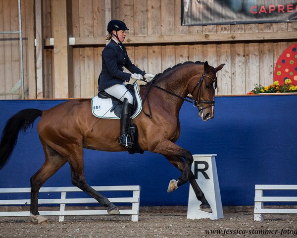 broodmare Adéle (Oldenburg, 2012, from Ampère)