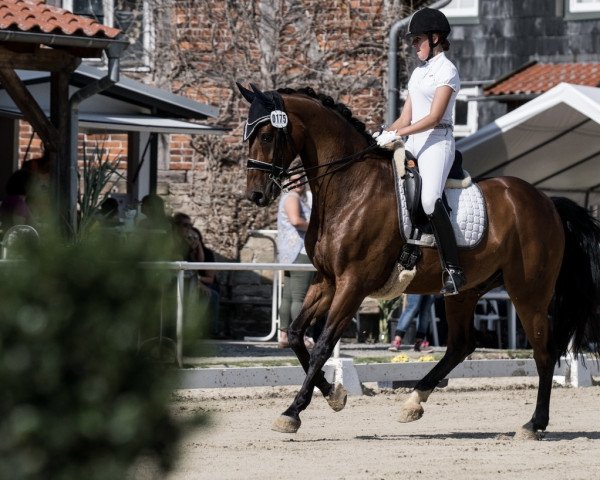 dressage horse Da Vinci 245 (Westphalian, 2008, from Douceur)