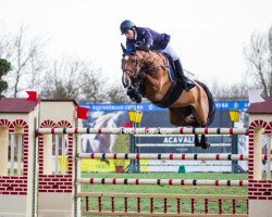 jumper Domino van de Valhoeve (KWPN (Royal Dutch Sporthorse), 2008, from Lord Z)