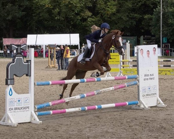 dressage horse Prince of Power (German Riding Pony, 2006, from Powerplay II)