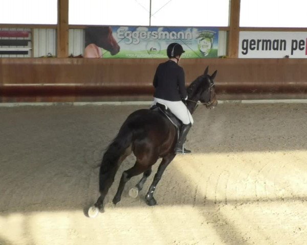 Reitturnier Dettingen 2018