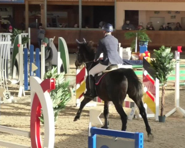 Reitturnier Dettingen 2018