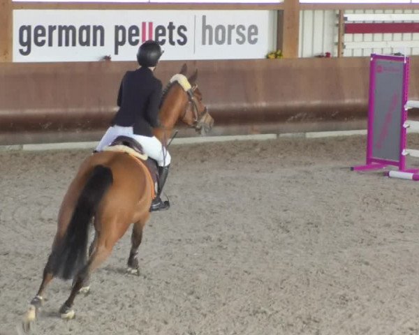 Reitturnier Dettingen 2018