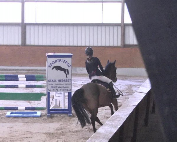 Reitturnier Viernheim 2018