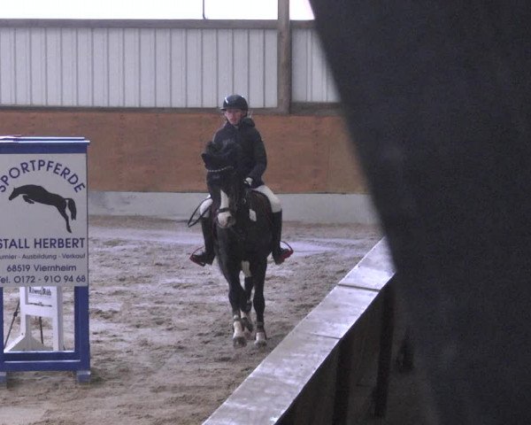 Reitturnier Viernheim 2018
