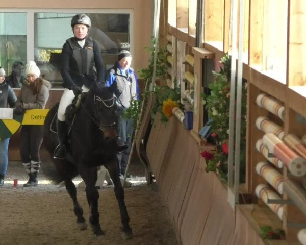 Reitturnier Dettingen 2018