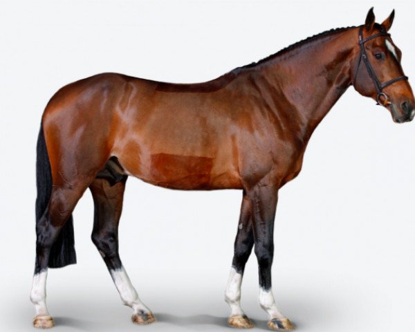 stallion Extra (KWPN (Royal Dutch Sporthorse), 2009, from Berlin)