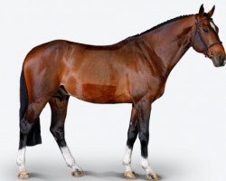 stallion Extra (KWPN (Royal Dutch Sporthorse), 2009, from Berlin)
