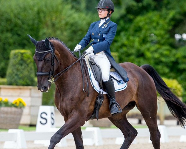 dressage horse Grossino M (Rhinelander, 2002, from Grosso Z)